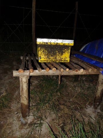 Bienenstand